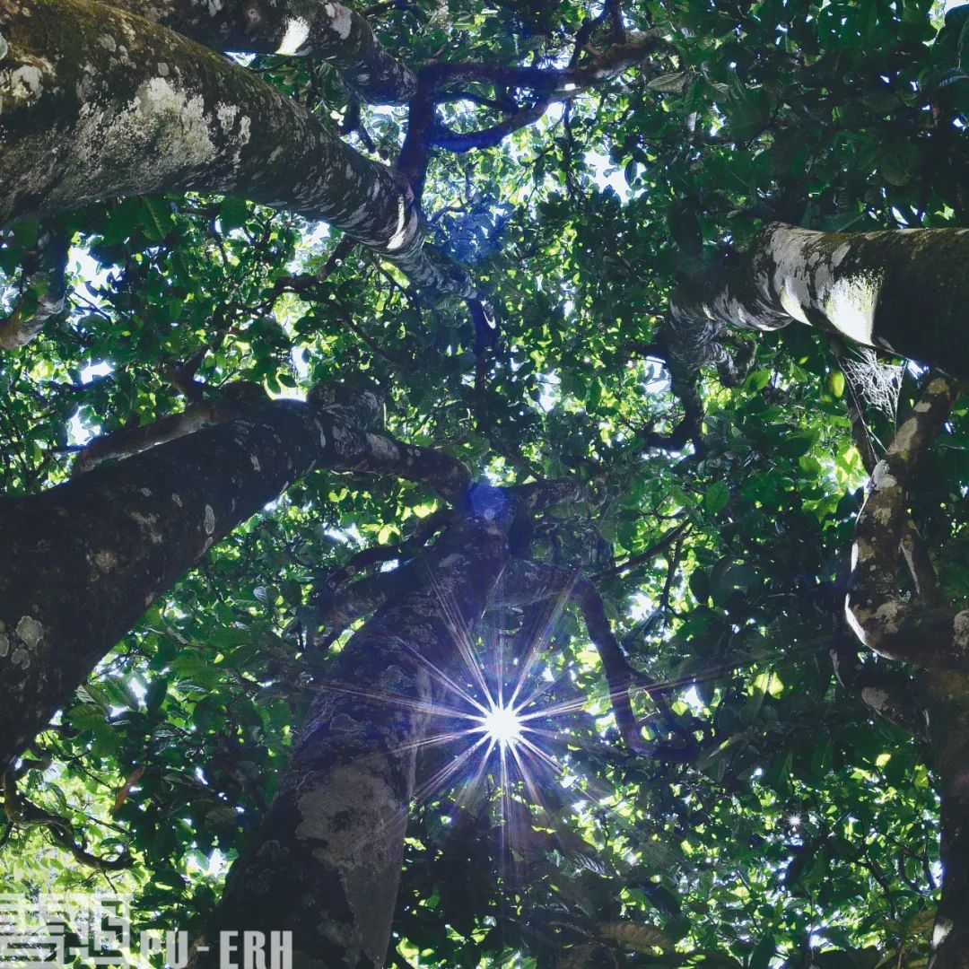 云南立法保護樹齡百年以上古茶樹